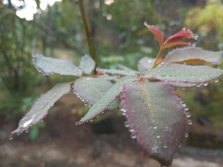 rain drops on the leaves