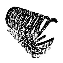 Fototapeta premium Vector Intricate ammonite showcases detailed spiral .