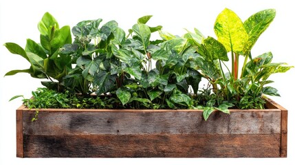 Lush Greenery in Rustic Wooden Planter Box