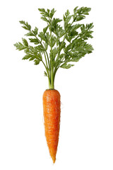Single carrot with vibrant green leaves (1)