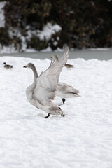 A young whooper swan (Cygnus cygnus), also known as a cygnet, spreads its wings on a snowfield.