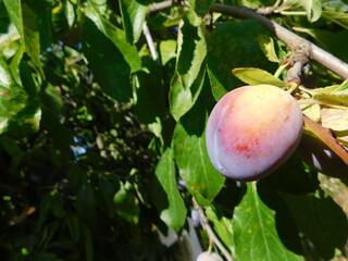 Ripening Plum