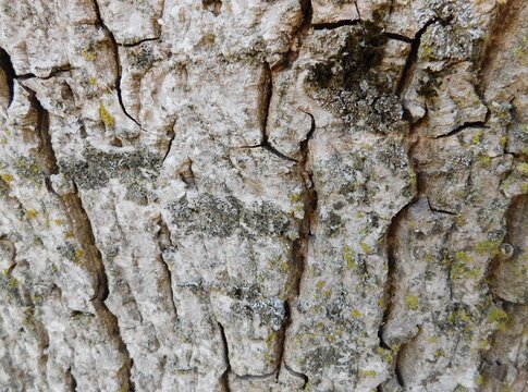 Bark of Aged Walnut Tree