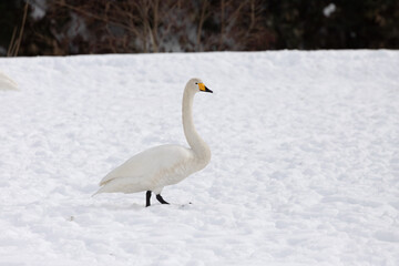 A migratory whooping swan (Cygnus cygnus) stands in a snowfield.
