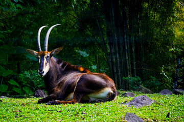 A Sable Antelope rests on a grassy hill, its long, curved horns visible against a backdrop of lush green bamboo.
