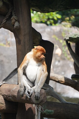 Bekantan or proboscis monkey sits on a wooden structure, holding a small piece of food.