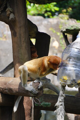 A Bekantan or proboscis monkey peers into a plastic bottle hanging from a rope, while other monkeys are visible in the background.