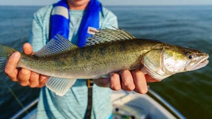 A fisherman proudly holds a walleye, showcasing its impressive size. This fresh catch symbolizes a...