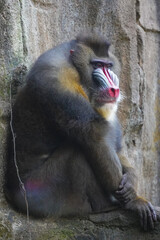 a mandrill with its head bowed, showcasing its distinctive colorful facial features and textured fur.