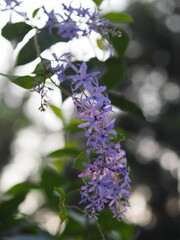 violet flower