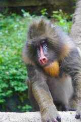 a mandrill with its head bowed, showcasing its distinctive colorful facial features and textured fur.