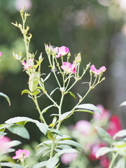 pink rose flower