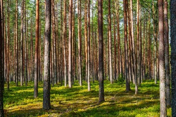 Obraz premium A peaceful forest scene where sunlight filters through tall pine trees, creating dappled light on lush green undergrowth. This serene setting invites calm and reflection in nature s beauty.
