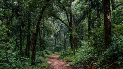 Obraz premium Serene Forest Path: A Tranquil Escape into Nature's Embrace