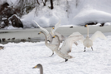 Young whooper swans (Cygnus cygnus), also known as a cygnet, flapping their wings on the snow