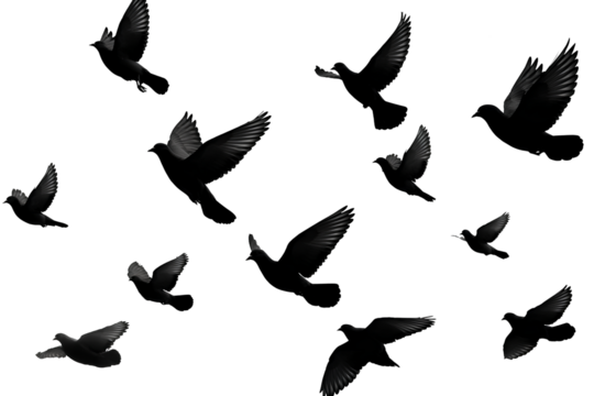 Silhouette of a Flock of Birds in Flight Against Backlight, Dynamic Spread, Isolated on Transparent Background