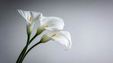 Delicate pink grass blooms in misty green field nature scene tranquil environment close-up view serene concept