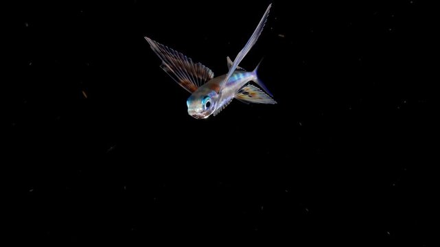 A Flyingfish (Exocoetus volitans) filmed at night during a Blackwater dive. It swims into the front of the camera, then away.