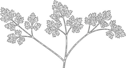 Cilantro sprig CAD drawing, botanical vector illustration, herb sketch, culinary garnish, fresh leaves, nature element, seasoning plant, flat style art