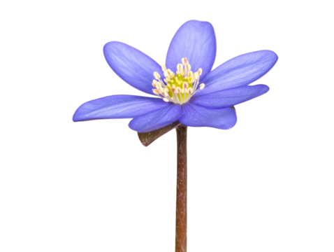  Lechenaultia Flower with Long Curved Stem and Open Petals, Front View Transparent Background.