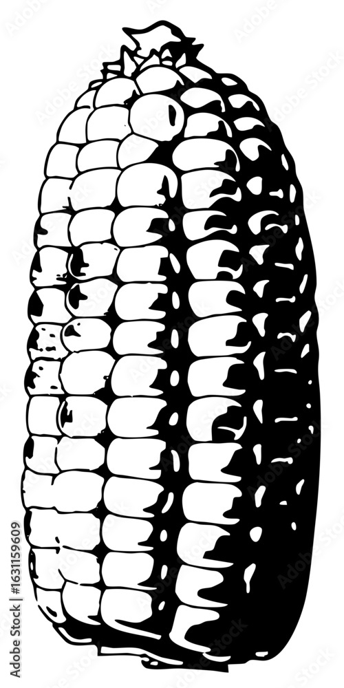 Poster vector detailed of a textured corn cob with exposed kernels.