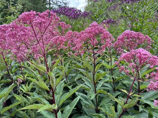 Joe-Pye Weed Blossoms in a Garden
Tall clusters of pink Joe-Pye weed flowers rise above lush green...
