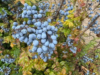 Cluster of ripe blue berries on a leafy bush with green and autumn-colored leaves.