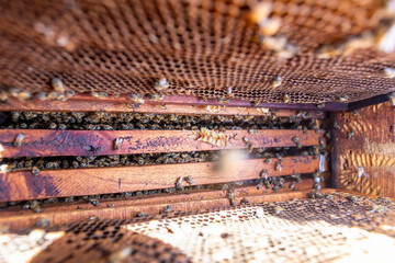 APICULTURA YUCATAN MIEL ABEJAS NATURAL