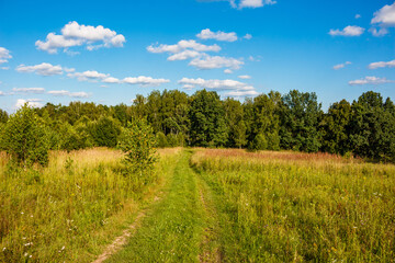 Country road leading into the forest against the blue sky