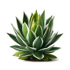 Fototapeta premium Agave succulent plant with green and white variegated leaves isolated on white background