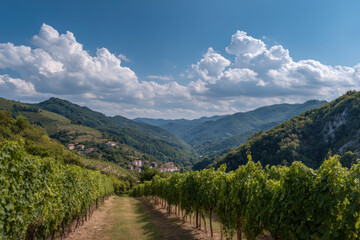 Naklejka premium sundrenched landscape of rolling vineyards encapsulates essence of italian life