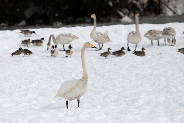 A migratory whooper swan (Cygnus cygnus) and cygnet on a snowfield