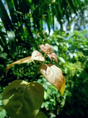 hdr.The closeup Brown shoots of Bougainvillea flower leaves grow in the garden 