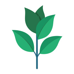 green leaf isolated on white background