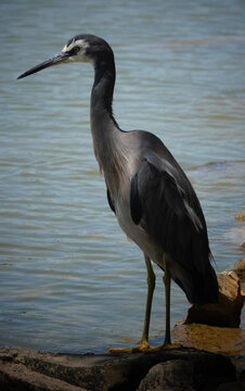 White-faced Heron