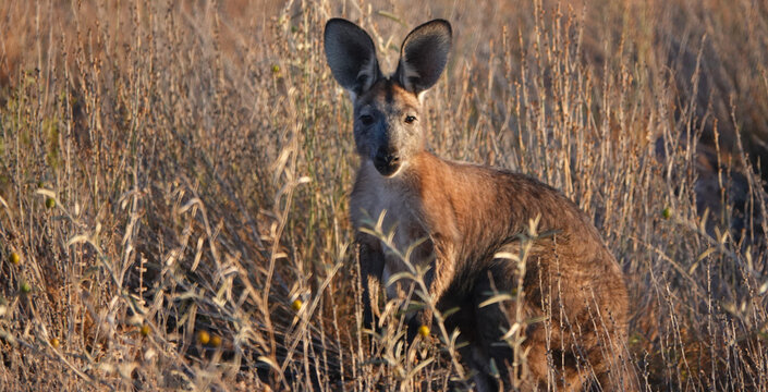 Common Wallaroo