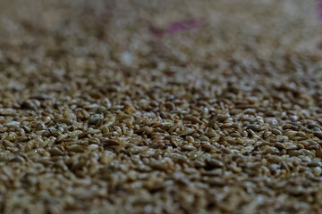 Close up background image of bird food. It is a mix of seeds for common domestic birds like budgies and finches.