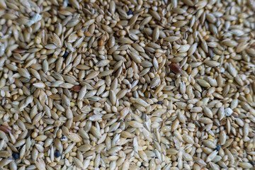 Close up background image of bird food. It is a mix of seeds for common domestic birds like budgies and finches.