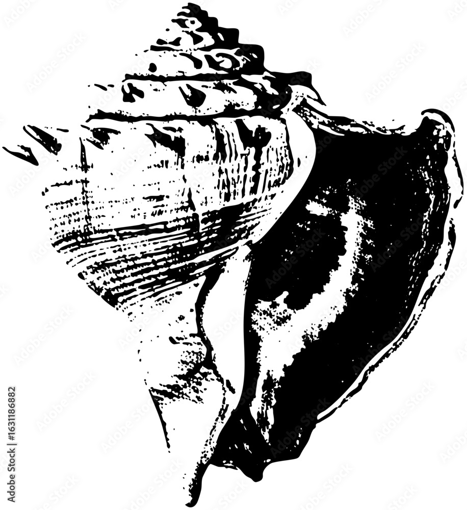 Poster vector detailed of a textured seashell with spiral form.
