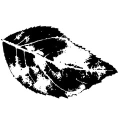 Naklejka premium Vector Detailed leaf showcases intricate vein .