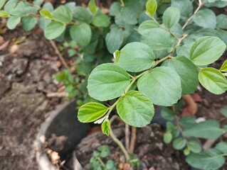 Jujube plant (Ziziphus mauritiana) in garden, close up view 