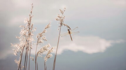 Fototapeta premium A dragonfly hovers amidst tall grasses against a soft sky.
