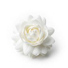 Pure White Jasmine on Plain Background
