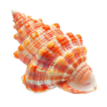 Close-up of a vibrant seashell