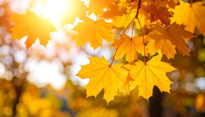 Obraz premium Autumn leaves bathed in sunlight (1)