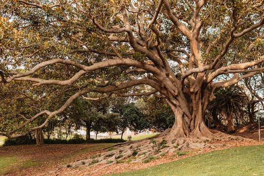Sprawling fig tree in Pacific Park, Newcastle