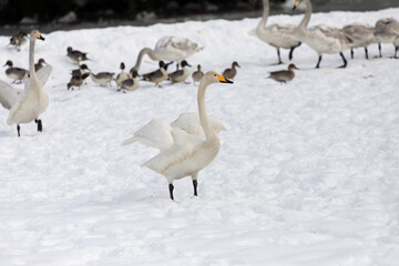 Migratory whooper swans (Cygnus cygnus) spreading their wings on a snowy field