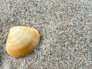 seashell on the beach