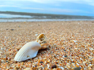 seashell on the beach