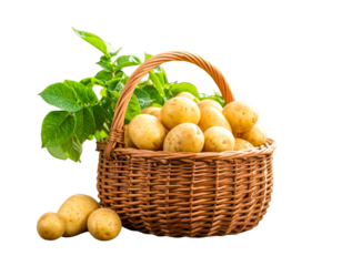  Front View of Wicker Basket Filled with Fresh Potatoes and Green Potato Plant on Rustic Wooden Table Outdoors